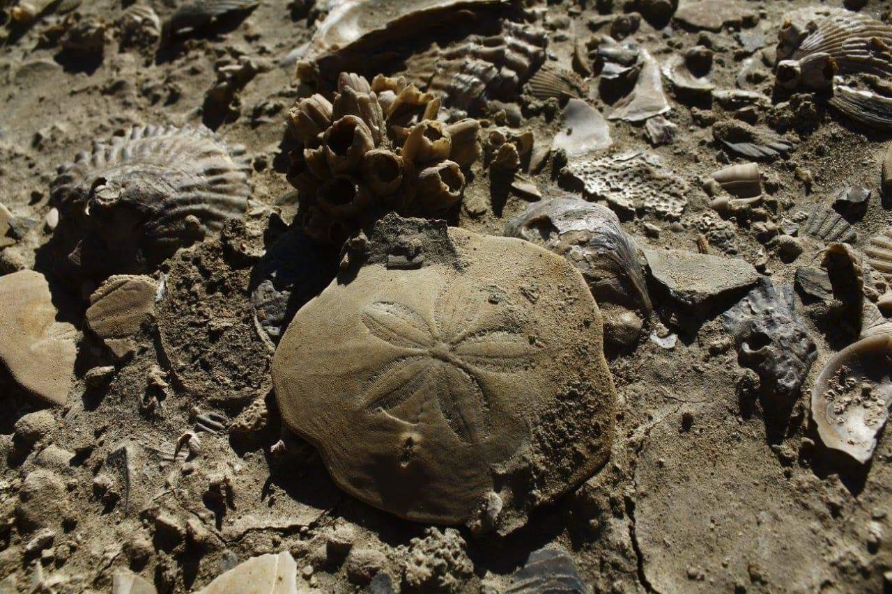 شقة El Tamarisco Puerto Pirámides المظهر الخارجي الصورة